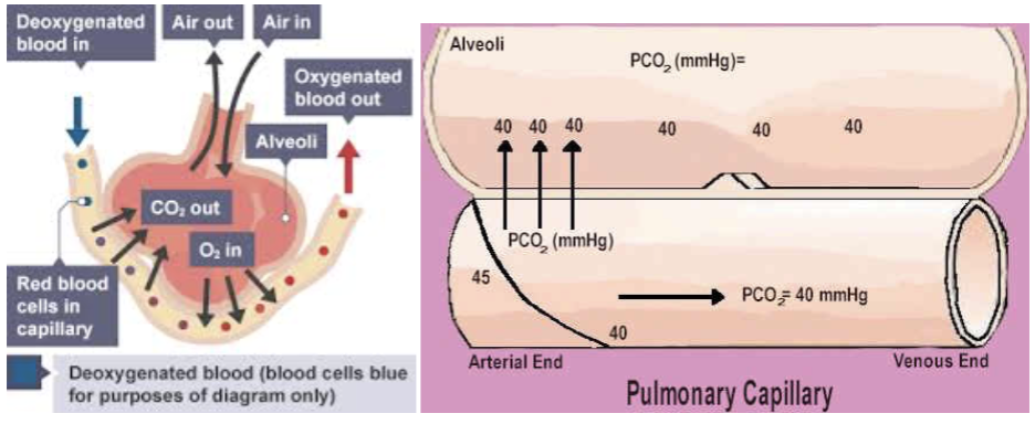 <ol><li><p><strong>Gas exchanges occurring in the lungs</strong> (<span><span>O</span><sub><span>2</span></sub></span> diffuses from the alveoli into the pulmonary blood and <span><span>CO</span><sub><span>2</span></sub></span> diffuses in the opposite direction)</p></li><li><p><strong>Humidification of air by conducting passages</strong></p></li><li><p><strong>The mixing of alveolar gas that occurs with each breath</strong></p></li></ol><p></p>