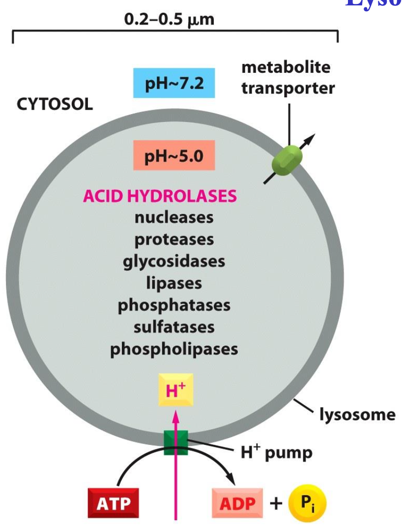 <ul><li><p>Degradation of macromolecules by acid hydrolases these hydrolases have low pH optimum</p><ul><li><p>One membrane:</p><ul><li><p>protects cytosol</p></li><li><p>contains many transporters</p></li><li><p>contains ATPase</p></li></ul><p></p></li></ul></li></ul><ul><li><p>A lysosome contains a large variety of hydrolytic enzymes, which are only active under acidic conditions. The lumen of the lysosome is maintained at an acidic pH by an ATP- driven H+ pump in the membrane that hydrolyses ATP to pump H+ into the lumen.</p></li></ul><p></p>