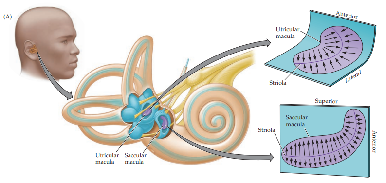 <p>detects linear acceleration and gravity</p><p>in otolith organs</p>