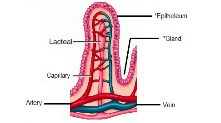 <ul><li><p><strong>Long</strong>, highly <strong>folded surface</strong>, containing millions of villi =&gt; Increase SA, allowing absorption to occur faster + more efficiently</p></li><li><p>Presence of villi</p></li><li><p>Villus:</p></li><li><p>Has epithelium cells on outer surface, the EC contains microvilli on the outside. SA higher</p></li><li><p>Epithelium cell is one cell thick =&gt; More efficient diffusion of nutrients</p></li><li><p>Lacteals: absorption of FA + G</p></li><li><p>Capillaries: good blood supply</p></li></ul><p></p>