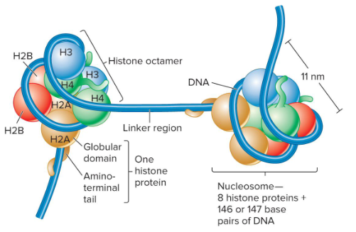 <p>The repeating structural subunit within eukaryotic chromatin. It is composed of a double-stranded segment of DNA wrapped around an octamer of histone proteins. 146 bp of DNA make 1.65 negative superhelical turns around the octamer.</p>