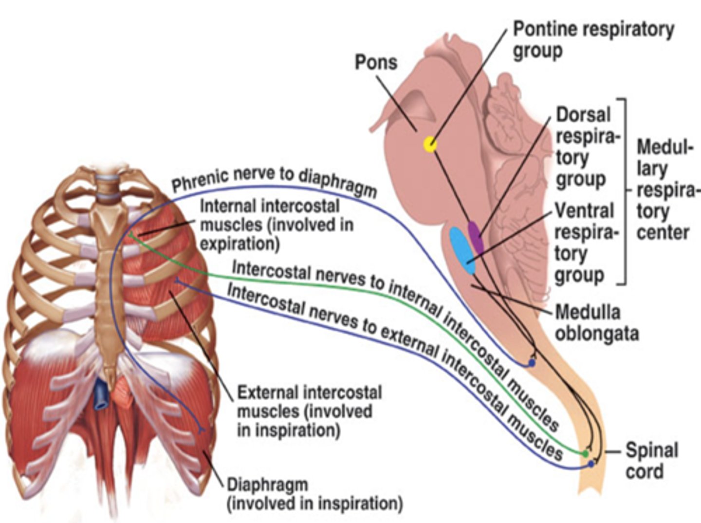 <p>originating in thoracic segments of the spinal cord</p>