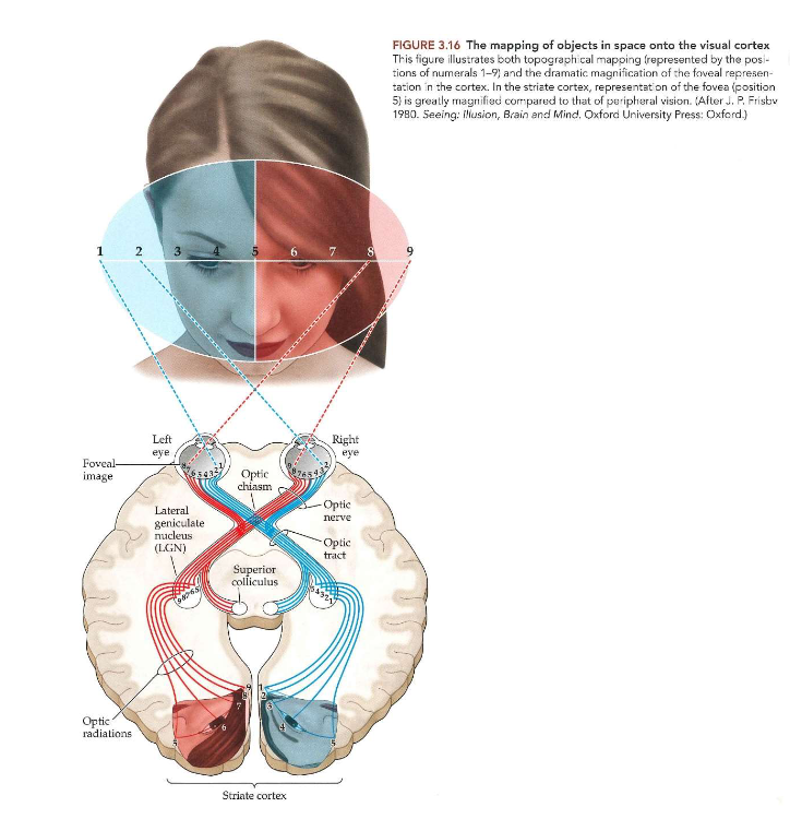 <ul><li><p>thv van primaire visuele cortex → systematische topografische weergave van gezichtsveld &amp; complexe transformatie van visuele informatie</p></li><li><p>V1 bevat meer dan 100x zoveel cellen als LGN</p></li><li><p>2 belangrijke kenmerken van visuele cortex:</p><ul><li><p>topografie</p><ul><li><p>topografische mapping</p></li></ul></li><li><p>vergroting</p><ul><li><p>informatie vanuit verschillende delen van gezichtsveld worden drastisch geschaald</p><ul><li><p>objecten die worden afgebeeld op of nabij fovea → worden verwerkt door neuronen in groot deel van V1</p></li><li><p>objecten die worden afgebeeld in uiterst rechtse of linkse periferie → worden slechts toegewezen aan klein deel van V1</p></li></ul></li></ul><p>→ vervorming van visuele-veldkaart op cortex = corticale vergroting</p></li></ul></li></ul><p></p>