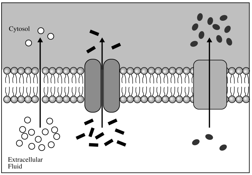 <p>Which of the following scientific questions is most relevant to the model represented in the figure above?</p>