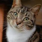 <p>Is this a cat?</p>