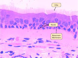 <p>a thin, specialized extracellular matrix that separates and supports the epithelial and endothelial cells in various tissues. It is composed of proteins, including collagen and laminin, and provides structural integrity and signaling cues for cell adhesion, migration, and differentiation. The basement membrane plays a crucial role in tissue development, maintenance, and repair. It is found in organs such as the skin, lungs, kidneys, and blood vessels.</p>