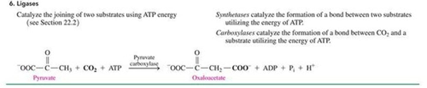<p>They form bonds between two molecules using ATP for energy.</p>