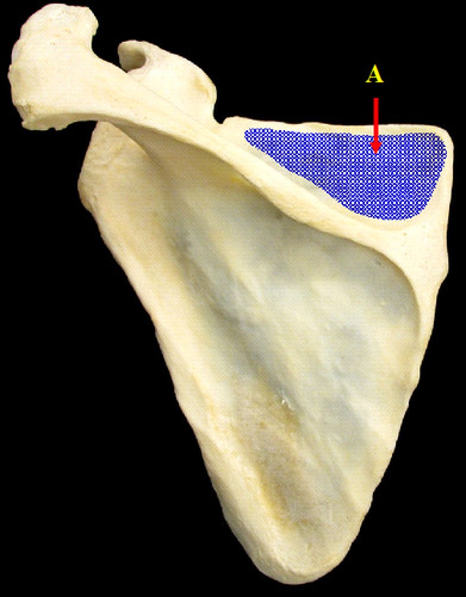 <p>Name the structure</p>