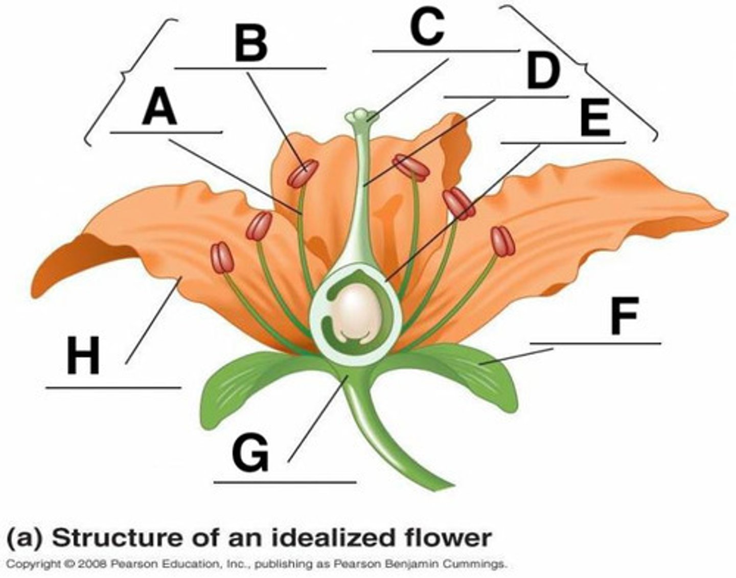 <p>C</p>