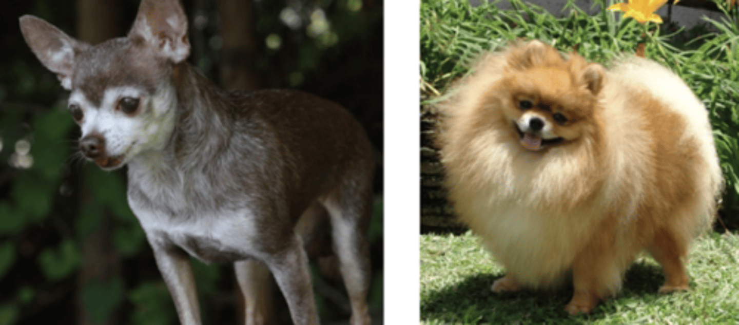 <p>what are these breeds predisposed to?</p>