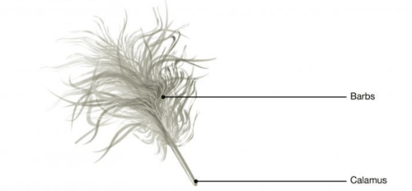 <p>What kind of feather is this?</p>