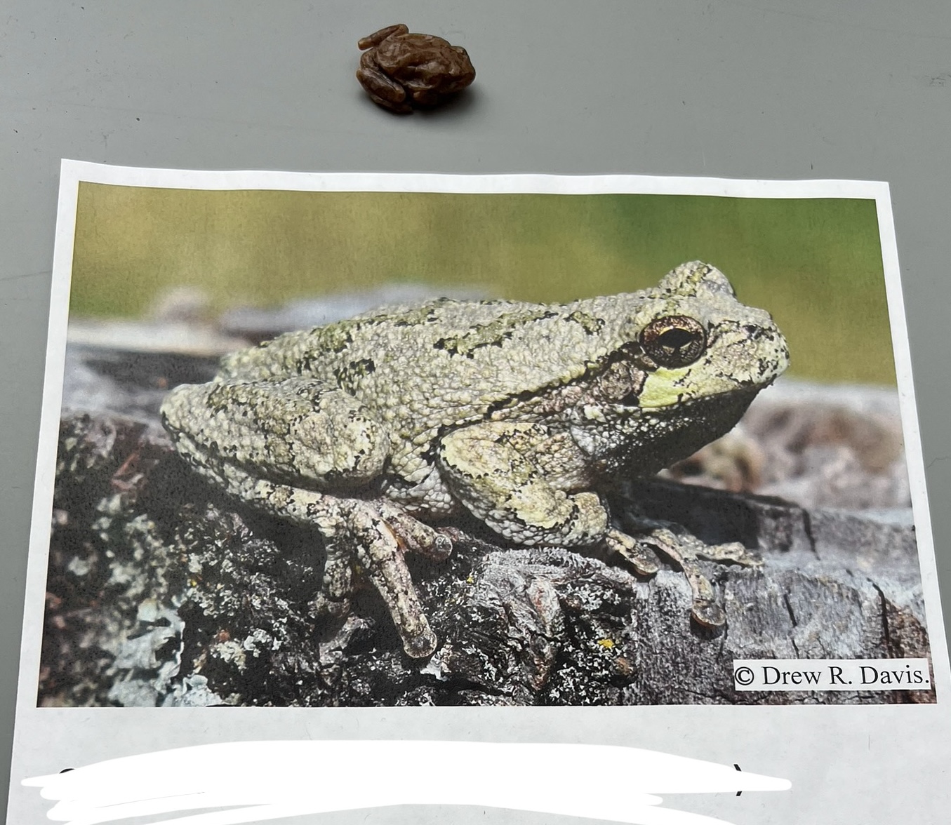 <p>What are the common and scientific names of this animal?</p>
