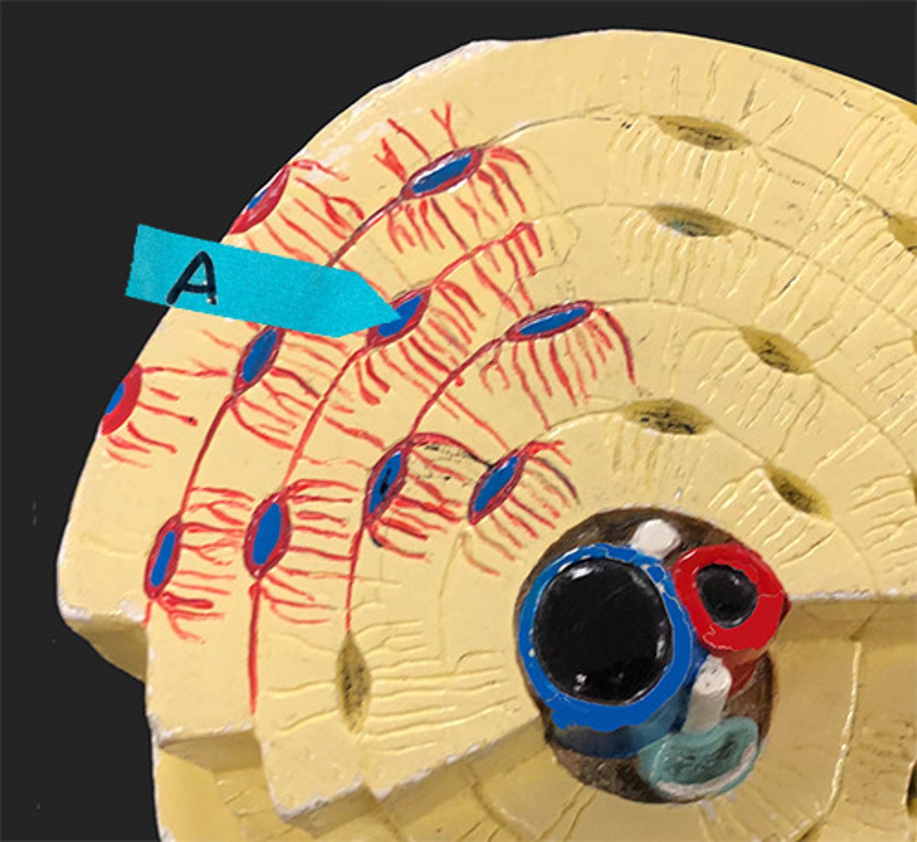 <p>Identify the cell</p>