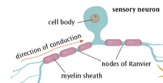 <ul><li><p>connects PNS to CNS</p></li><li><p>carries information from senses to brain / spinal cord</p></li><li><p>have long dendrites and short axons</p></li></ul><p></p>