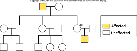 The above pedigree pertains to colorblindess. What is the genotype of the individual indicated by the asterisk?

 

A. XB Xb

B. XB XB

C. Xb Xb

D. XB Y