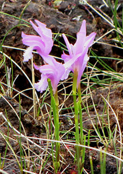 <p>orchids: monocot or dicot?</p>