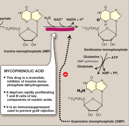 <p>Name this section of GMP synthesis.</p>