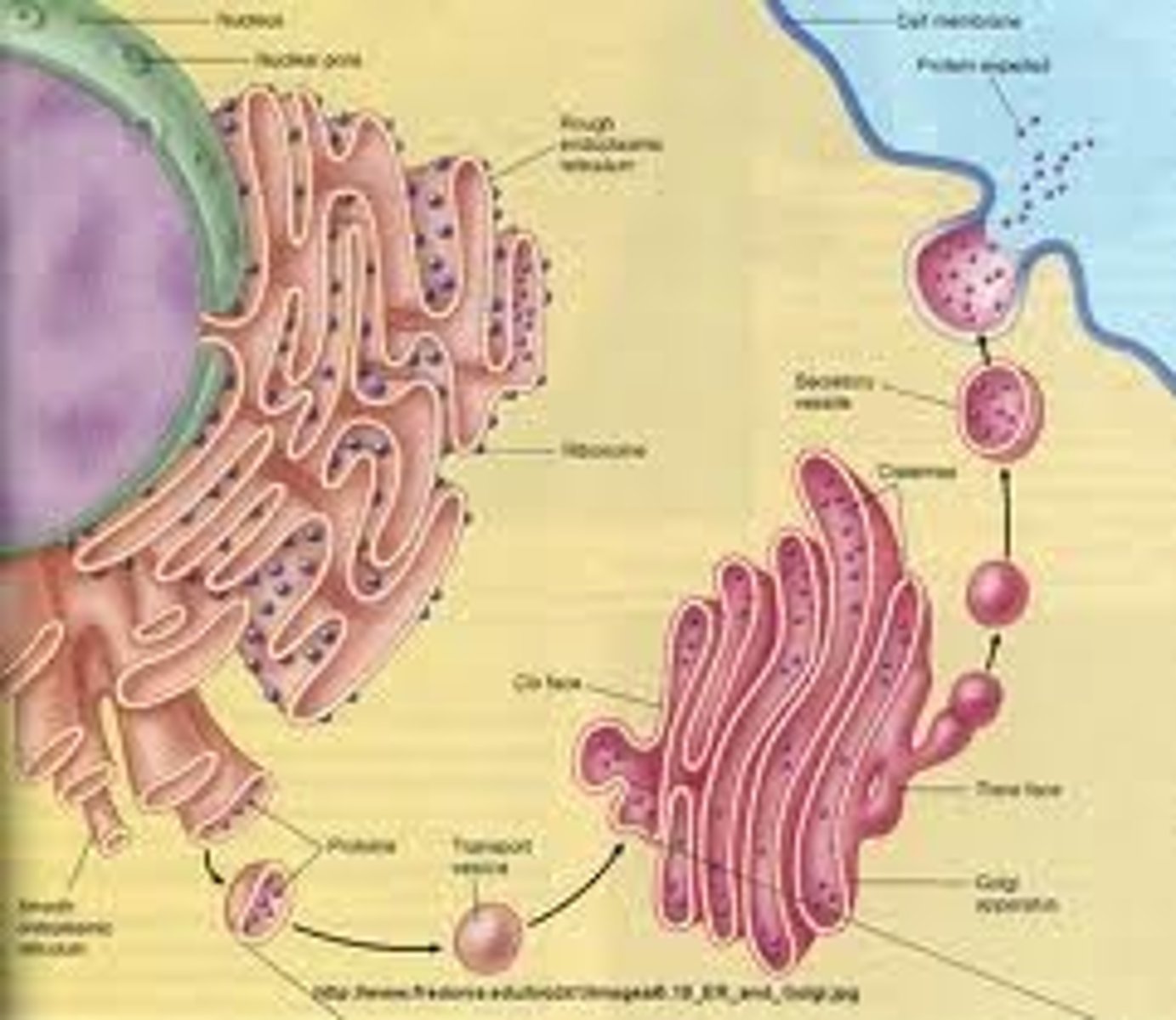 <p>Small lipid-bounded spheres which transport proteins, glyco proteins and newly synthesized lipids (which are imbedded in the sphere itself) from the endoplasmic reticulum to the Golgi Apparatus or from the Golgi apparatus to another destination. They move short distances by the process of difussion, moving long distances requires the assistance of proteins associated with microtubules.</p>