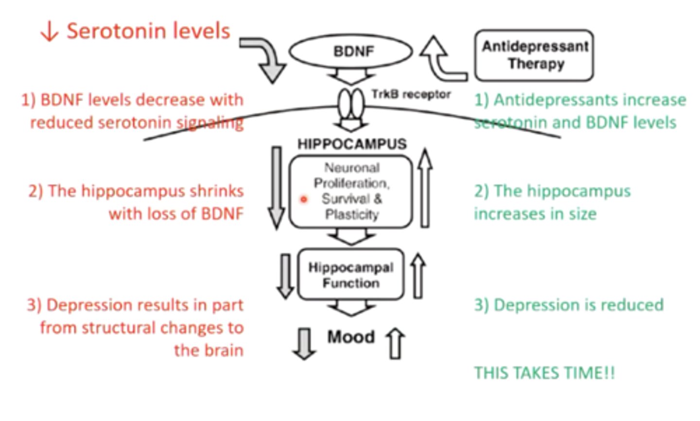 <p>in depression, the hippocampus shrinks due to decreased BDNF levels with reduced serotonin signaling</p><p>SSRI's may take a while to work because it takes time for the hippocampus to regenerate neurons and increase BDNF and serotonin signaling </p>