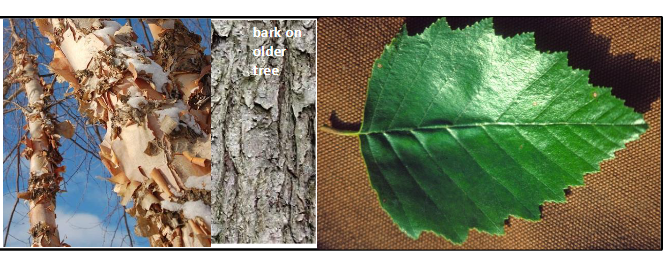 <p>Betulaceae</p><p>Betula nigra</p>