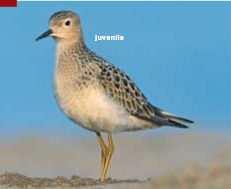 <p><span><span>Tryngites subruficollis </span></span></p>