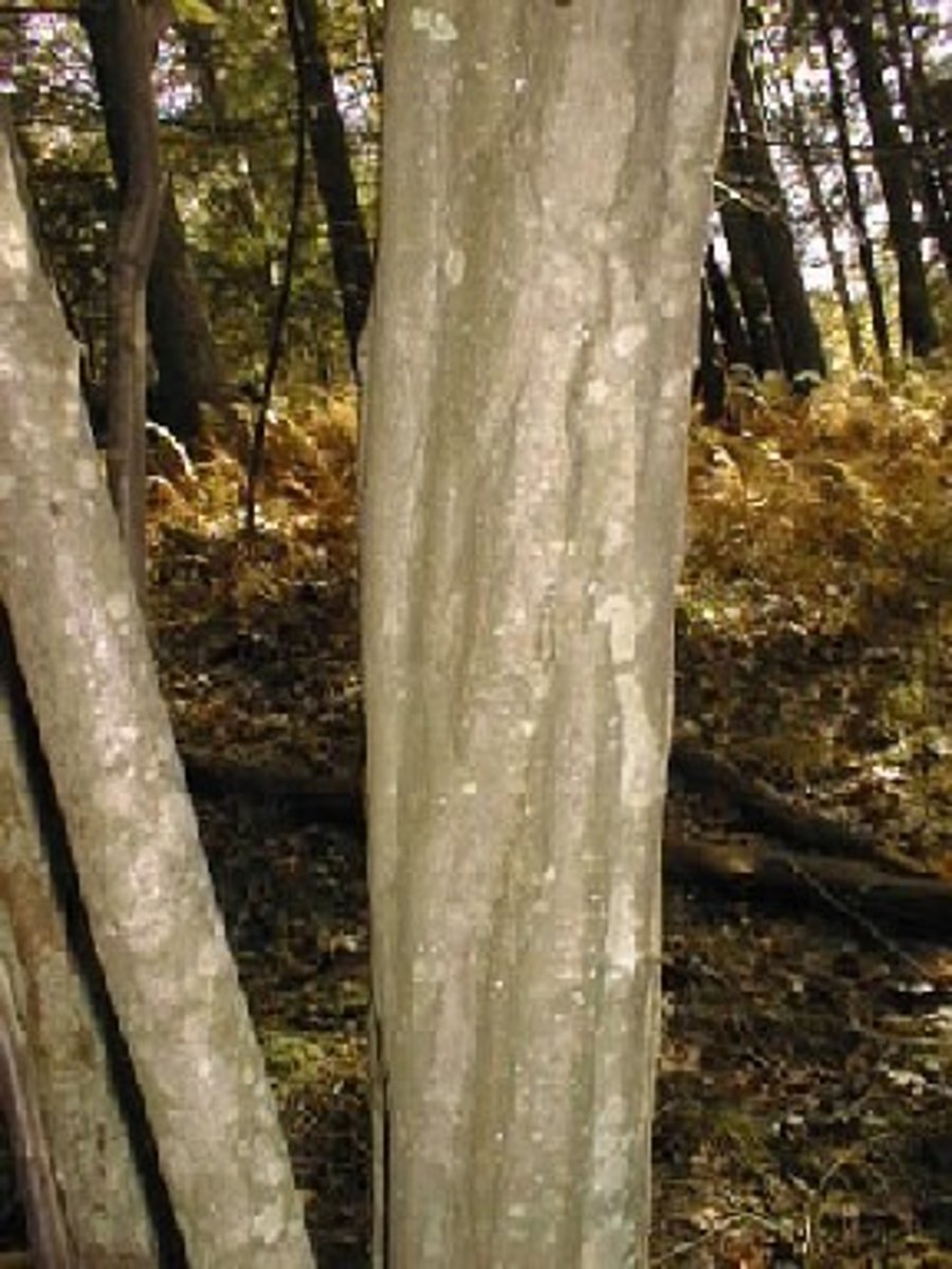 <p>Carpinus caroliniana Betulaceae</p>