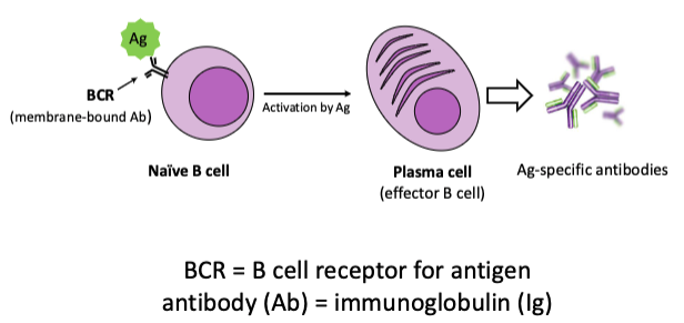 <p>what type of immunity is this?</p>