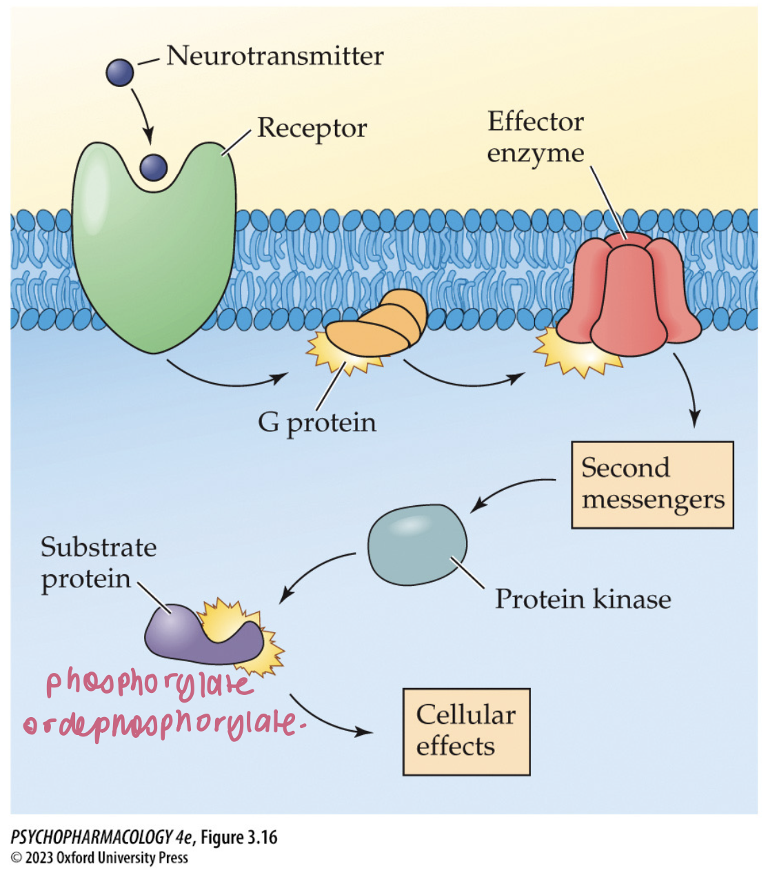 <ul><li><p>activate protein kinases that phosphorylate another protein molecule</p></li><li><p>the added phosphate groups alter functioning of the protein&nbsp;</p></li><li><p>includes<strong> cAMP, gAMP, Ca2+, PIP2&nbsp;</strong></p></li></ul><p></p>
