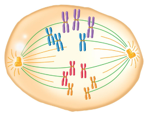 <p>Fill in the blank…</p><p>Unlike animals, many plants are polyploid, gifting them outstanding characteristics like large size and robust. Polyploids with an odd number of chromosome sets are usually ( ). They produce highly ( ) gametes. This can be a good thing, as it can produce seedless fruit and flowers.</p><p>Ex) In a triploid organism, unequal separation of homologous chromosomes during anaphase 1 occurs.</p>