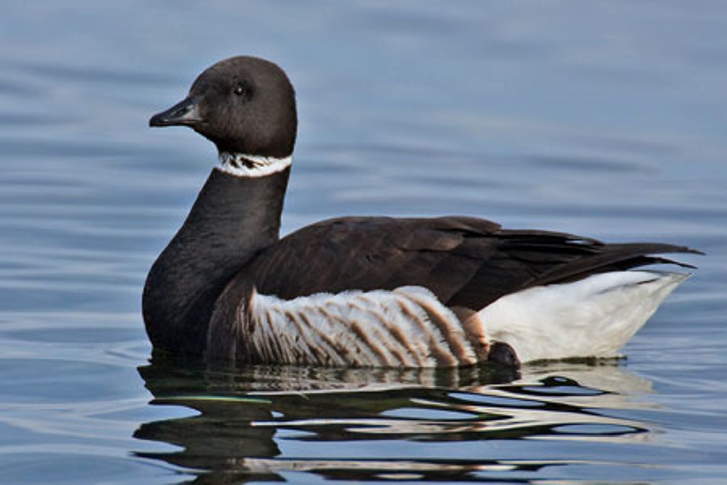 <ul><li><p><span style="background-color: transparent;">obligate herbivores - feed in shallow waters, migrate across the ocean; 7-10 goslings (slightly larger than duck)</span></p></li></ul><p></p>