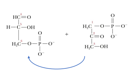 <p>responsible for isomerization dihydroxyacetone phosphate</p>