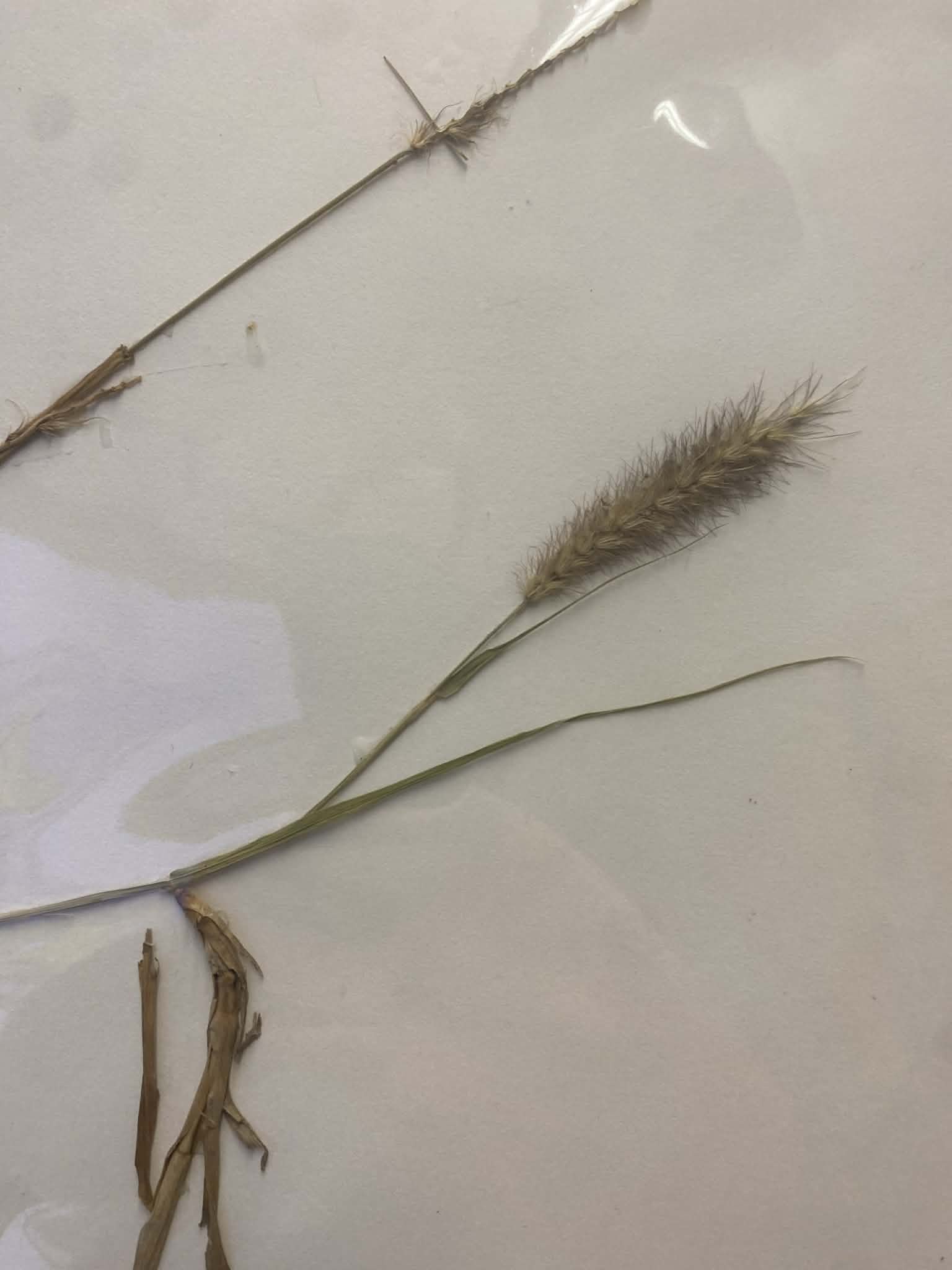 <p>Paniceae, P, I, Pennisetum ciliare, bufflegrass</p>