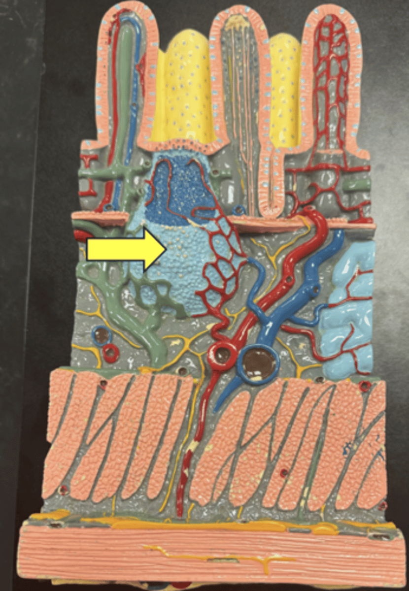 knowt flashcard image