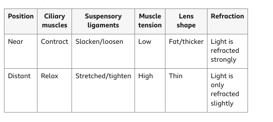 <p>When objects are near:</p><p>-the ciliary muscle contracts</p><p>-the lens shape become fatter/thicker</p><p>When objects are far:</p><p>-the ciliary muscle relaxes</p><p>-the lens becomes thinner</p>