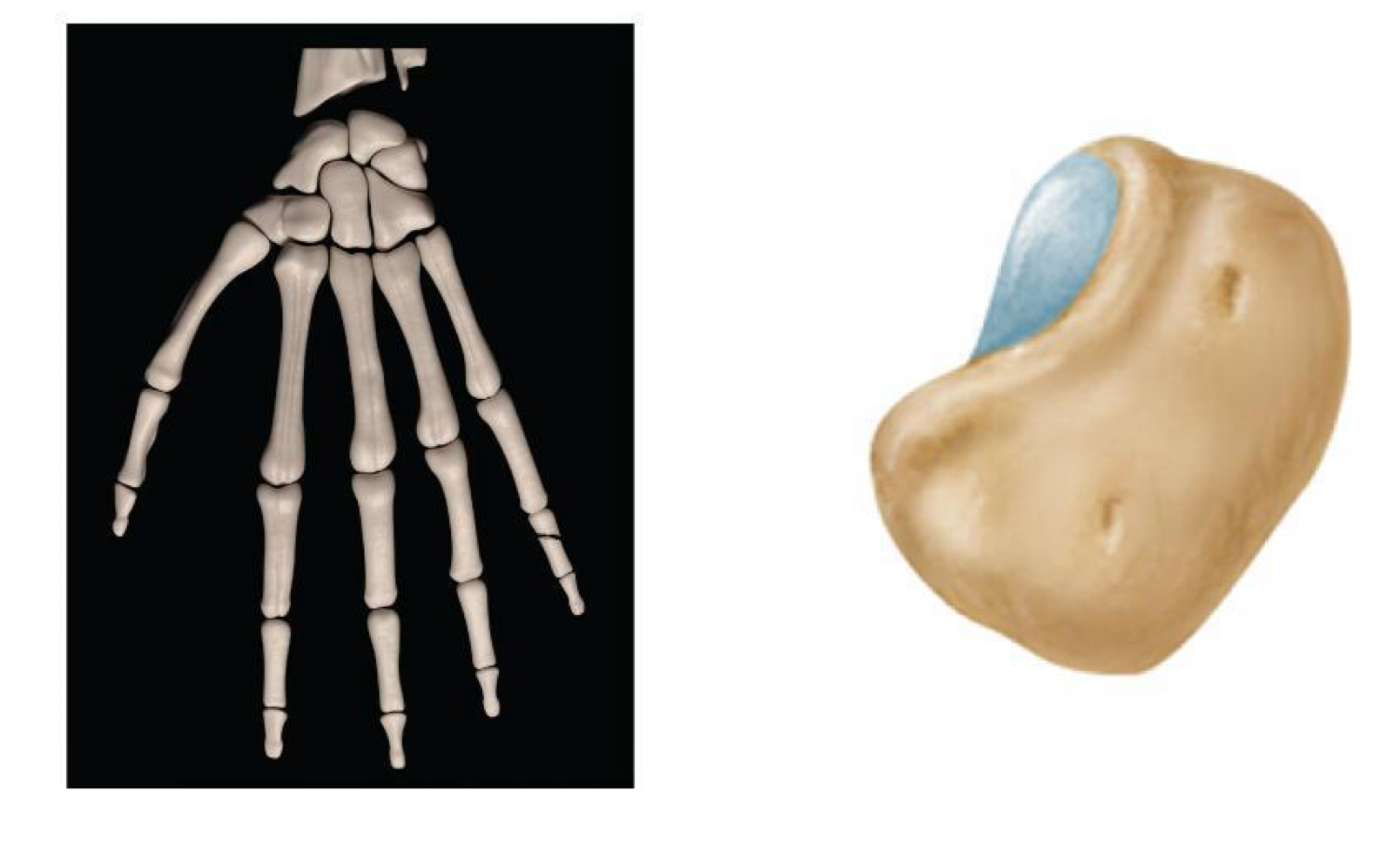 <p>what bone shape is this representing</p>