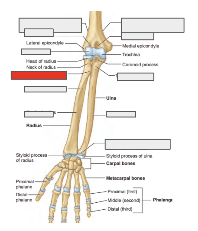 <p>Name the covered bone</p>