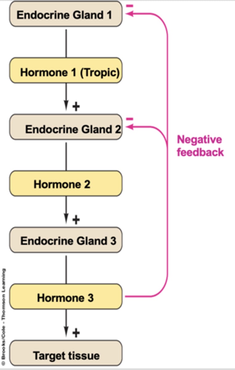 <p>when many levels of endocrine glans and hormones are involved with the secretion of a final hormone that acts on a target organ</p>