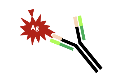 <p><span>All antibodies are from plasma cells derived from a single B cell. A MAb consists of identical antibodies that wrecognize the same epitope.</span></p>