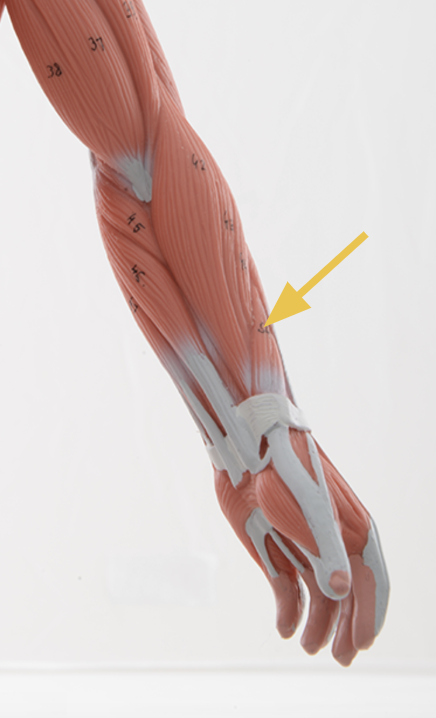 <p>abductor pollicis longus m.</p><p>O: Interosseous membrane and middle posterior surfaces of radius and ulna<br>I: Base of 1st metacarpal and trapezium<br>A: Abducts AND adducts thumb <br>Inn: radial n.</p>