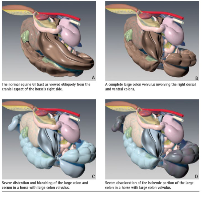 <p>large colon torsion/volvulus</p><p>can be non-strangulating if less than 360 degree rotation</p>