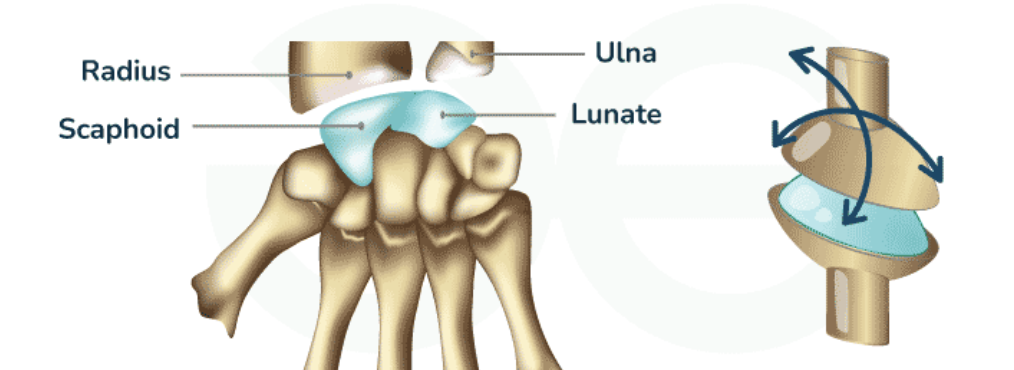 <p>oval shaped convex, articulates with elliptical concave basin of another, motion around 2 axes, radiocarpal joint</p>