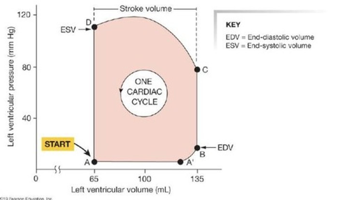 <p>Changes during different phases of the cardiac cycle.</p>