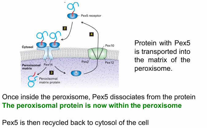 <ul><li><p>Pex14&nbsp;</p><ul><li><p>Important for Pex5 recognition&nbsp;</p></li><li><p>Forms translocon that transports Pex5 with target protein to the inside (peroxisomal matrix) </p></li></ul></li><li><p>When inside, Pex5 dissociates from the protein&nbsp;</p><ul><li><p>It is then recycled back out to the cytosol&nbsp;</p></li></ul></li></ul><p></p>