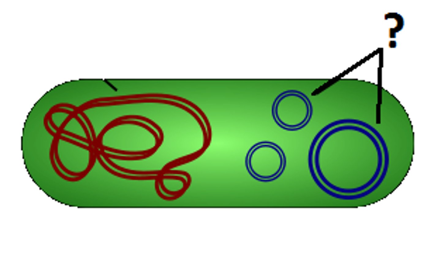 <p>a small circular piece of extra-chromosomal DNA, in a prokaryote.</p>