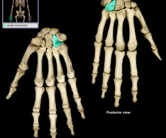 <p>Wrist movement and stability,</p>