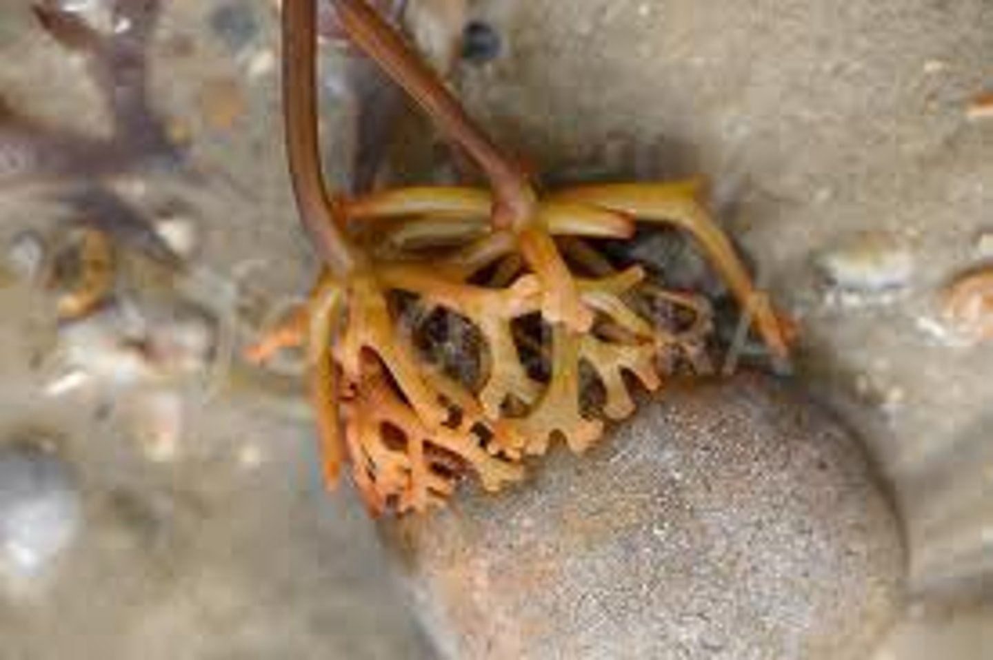 <p>Root like structures that some organisms have to help them hold on to rocks in currents</p>