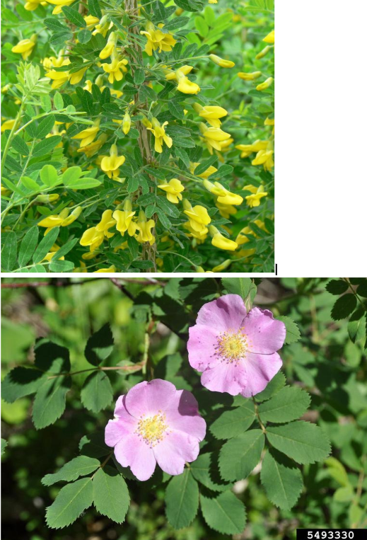 <p>The top photo is invasive—it’s caragana! Its native look-alike is prickly rose.</p><p>Top photo: caragana (invasive):</p><ul><li><p>Leaves: entire margin</p></li><li><p>Flowers: yellow</p></li><li><p>Stem: small spines</p></li></ul><p>Bottom photo: prickly rose (native):</p><ul><li><p>Leaves: serrate margins</p></li><li><p>Flowers: pink</p></li><li><p>Stem: thorns</p></li></ul><p></p>