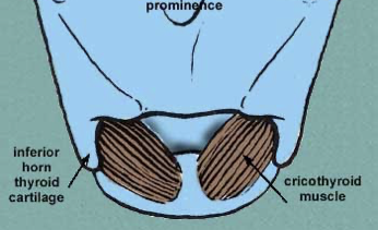 <p>decreases the anterior space between the cricoid and thyroid cartilage and lengthens vocal folds; can be split into pars recta and pars oblique (each head)</p>