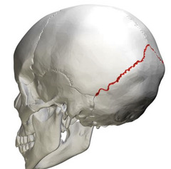 <p>the suture between the occipital and parietal bones</p>