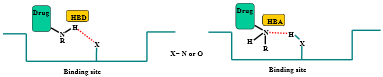 <p>Through N-H:</p><ul><li><p>hydrogen bond donor — primary and secondary ONLY</p></li><li><p>hydrogen bond acceptor — primary, secondary, and tertiary</p></li></ul>